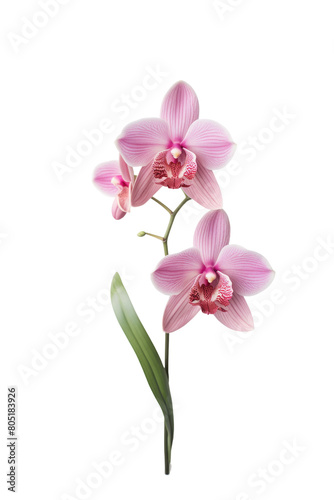 Delicate Pink Orchid Flower on Transparent Background