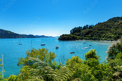 Momorangi Bay, Marlborough Sounds, South Island, New Zealand, Oceania. photo