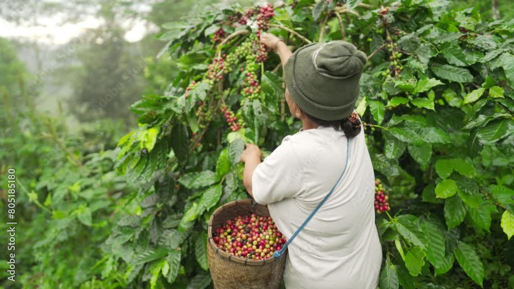 Aging asian arabica coffee farmer harvesting ripe beans or cherries or berries on plantation in rural asia