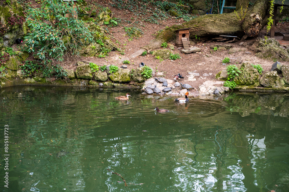Lake with ornamental ducks and turtles in the forest. Lake with ornamental ducks and turtles in the forest.