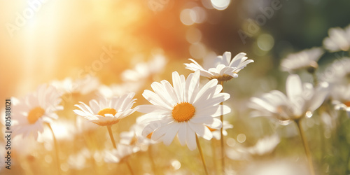 White daisies swaying in the summer meadow with golden and green haze. © iconogenic