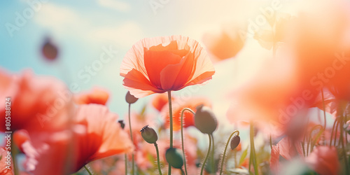 Bold red poppies blooming against a backdrop of cloudy sky. These iconic flowers paint the landscape with vibrant hues, symbolizing the arrival of summer. © iconogenic