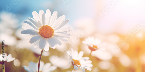 Vibrant daisies swaying in the summer breeze. Wildflowers evoke a sense of joy and innocence, brightening up any landscape. © iconogenic