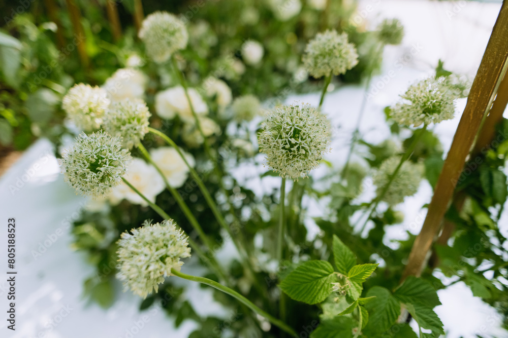 Floral arrangement on centerpieces close-up. Wedding design. round green flowers. dandelion Floral arrangement on centerpieces close-up. Wedding design. round green flowers. dandelion