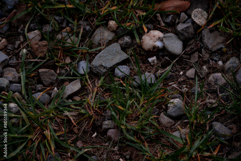 Rocks on ground between grasstrands with warm colours Rocks on ground between grasstrands with warm colours