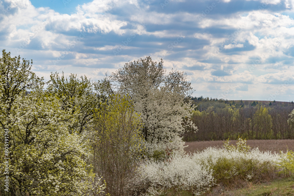 trees and bushes covered with white flowers in spring trees and bushes covered with white flowers in spring