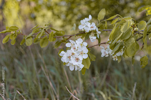 a blooming branch of a wild apple tree in a field in spring