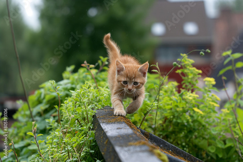 Katze auf Gründach