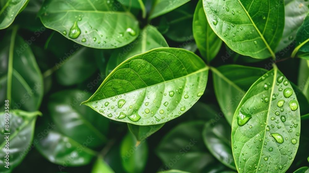 A tight shot of a single green leaf, dotted with water droplets, against a backdrop of undulating green foliage A tight shot of a single green leaf, dotted with water droplets, against a backdrop of undulating green foliage