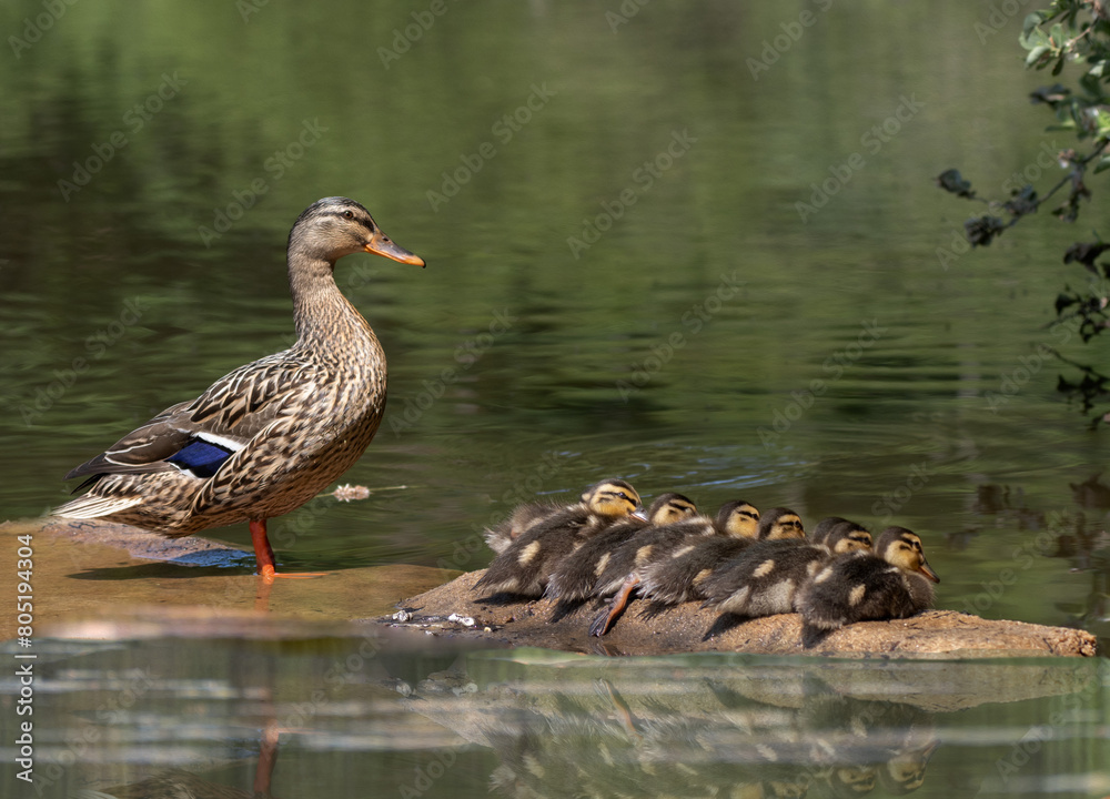 Mallard mother duck with her babies resting on wood in the water Mallard mother duck with her babies resting on wood in the water