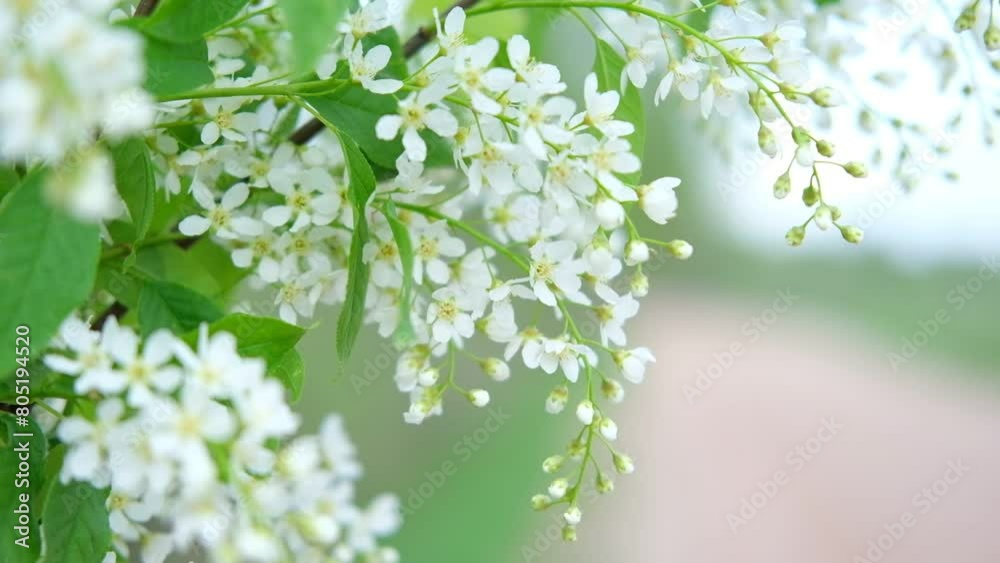 Spring cherry branches with delicate white flowers on light blurred nature background. Hello Spring. Beautiful springtime coming concept. Wild flowers swaying in wind. Copy space, isolated, close-up Spring cherry branches with delicate white flowers on light blurred nature background. Hello Spring. Beautiful springtime coming concept. Wild flowers swaying in wind. Copy space, isolated, close-up