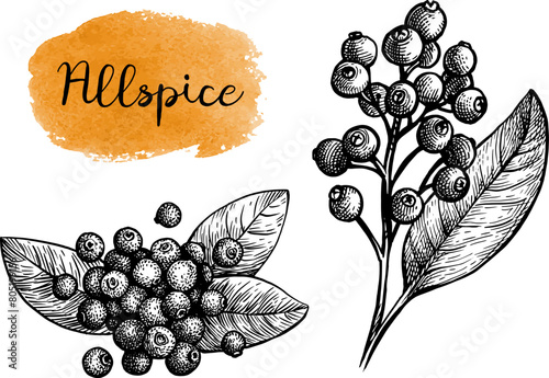 Tableau sur toile Allspice ink sketch.