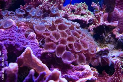 Pink Red Bioluminescence coral © Jem Creative Works