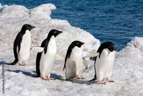 Adelie penguins  Pygoscelis adeliae  on Paulet Island on the Antarctic Peninsula in Antarctica