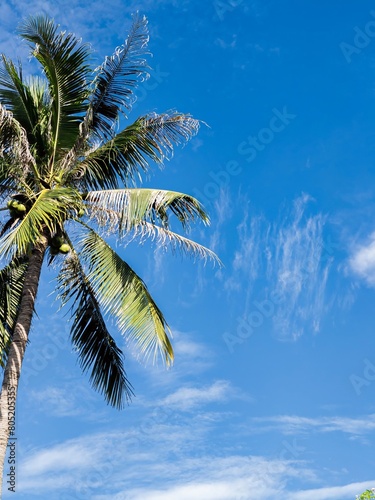 Coconut trees under the blue skya photo