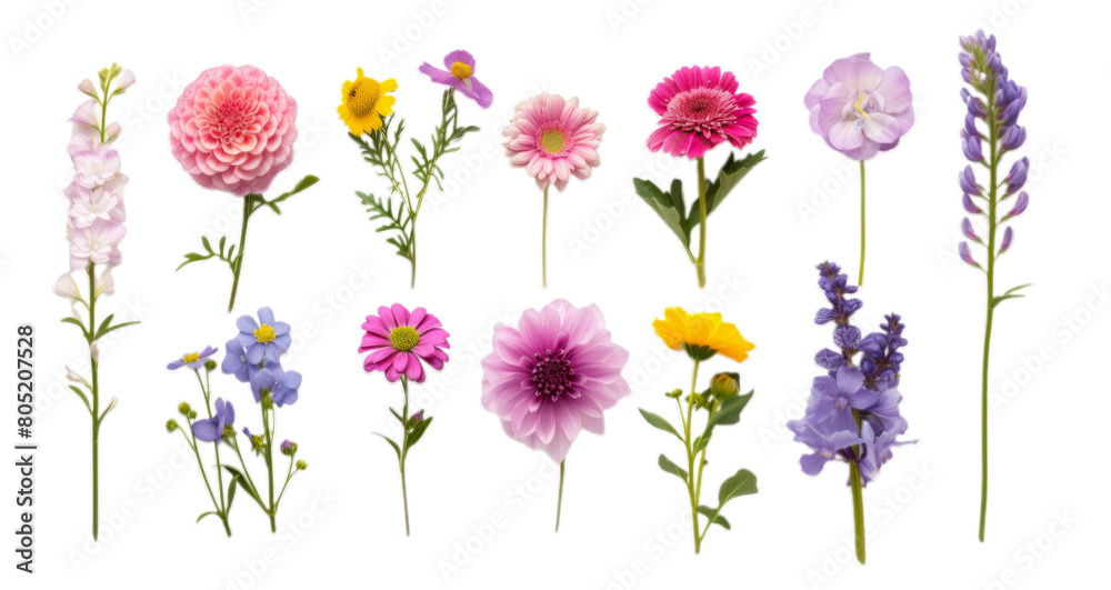 Set of different beautiful flowers isolated on transparent background