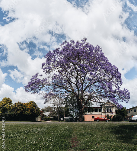 jacaranda tree at full bloom at Grafton kogarah, australia photo