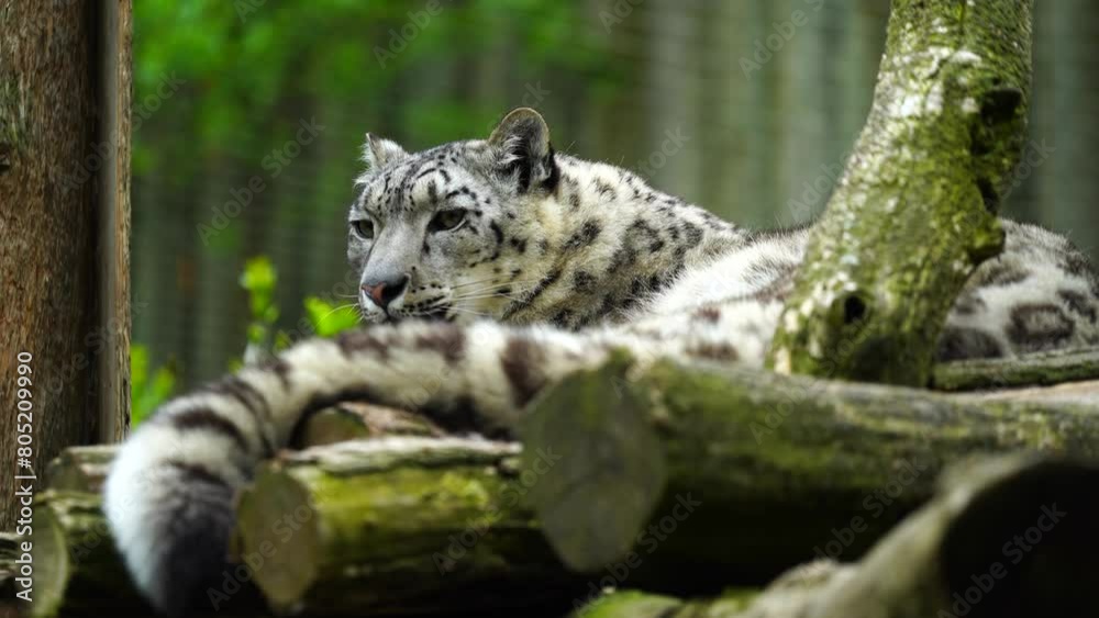Video of Snow leopard in zoo