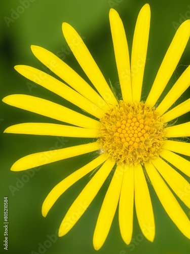Macro detail of yellow daisy flower in summer close up outdoors in nature