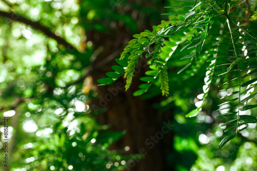 Dark green fresh leaves on a tree branch in a morning sunlight. Foliage background and texture. Spring or summer nature. Forest, wood, woods, woodland