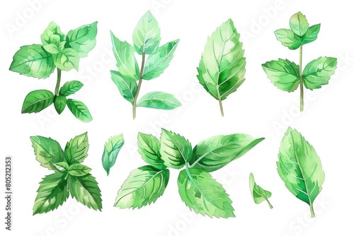Set of beautiful watercolor illustrations of mint leaves. Perfect for botanical designs or herbal products