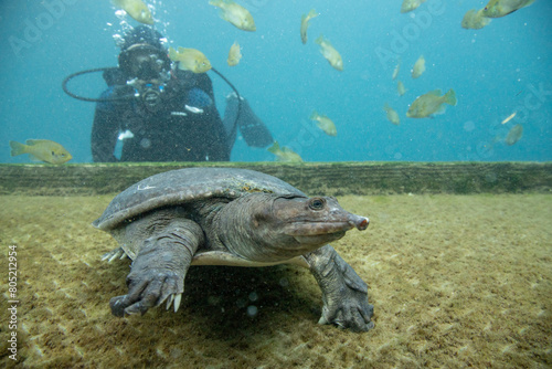 Scuba diver swimming underwater with Virgil the turtle, Blue Grotto, Williston, Florida, USA photo