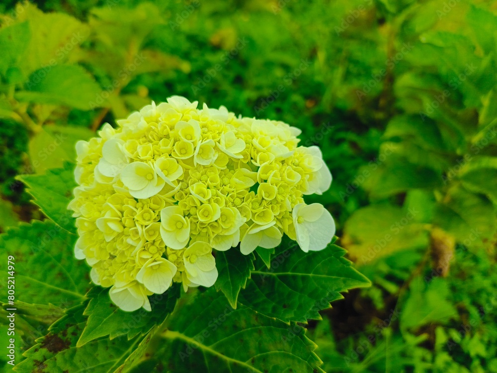 Close up view of yellow hydrangea flower bush on a hill Close up view of yellow hydrangea flower bush on a hill