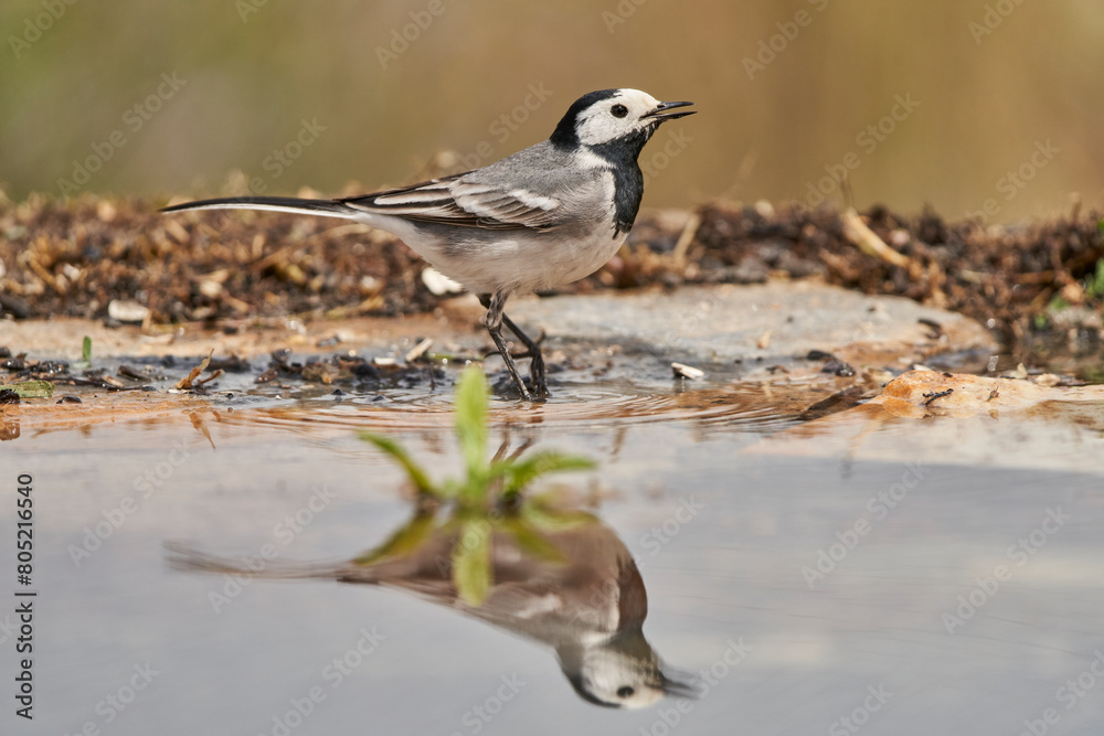 lavandera blanca o aguzanieves (Motacilla alba). Marbella Andalucía España lavandera blanca o aguzanieves (Motacilla alba). Marbella Andalucía España