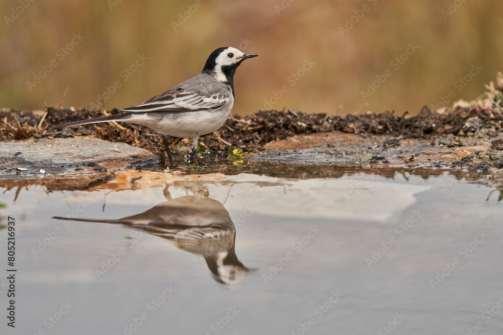 lavandera blanca o aguzanieves (Motacilla alba). Marbella Andalucía España lavandera blanca o aguzanieves (Motacilla alba). Marbella Andalucía España