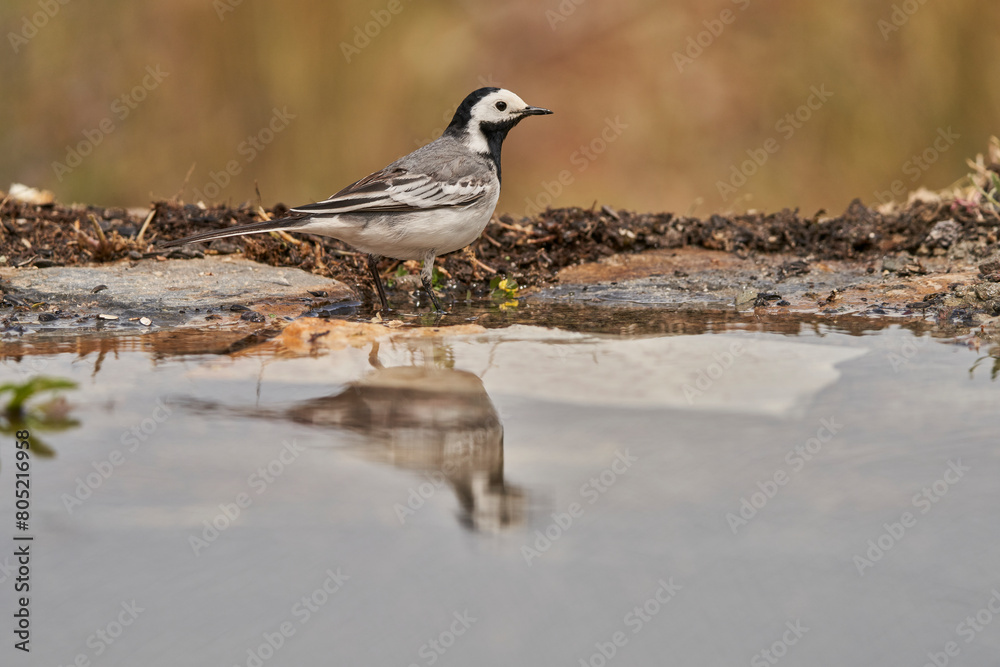 Obraz premium lavandera blanca o aguzanieves (Motacilla alba). Marbella Andalucía España