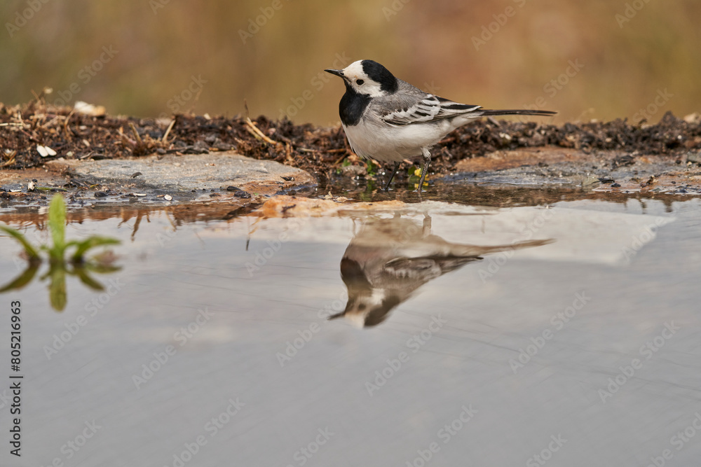Obraz premium lavandera blanca o aguzanieves (Motacilla alba). Marbella Andalucía España