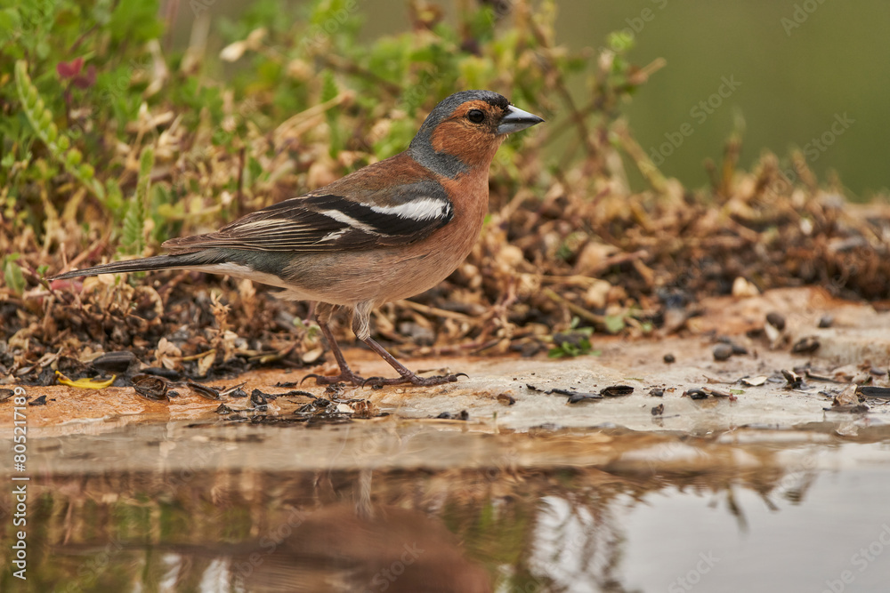 pinzón vulgar (Fringilla coelebs) pinzón vulgar (Fringilla coelebs)