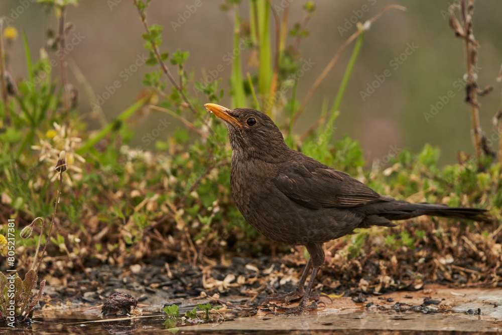 mirlo común o, más comúnmente, mirlo (Turdus merula) en el estanque del parque mirlo común o, más comúnmente, mirlo (Turdus merula) en el estanque del parque