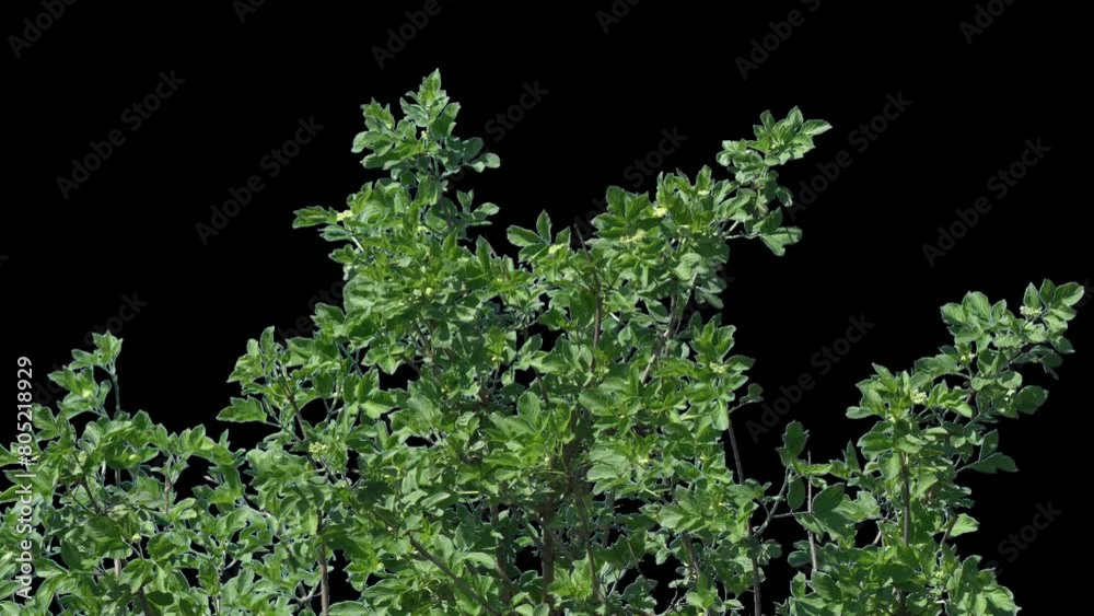 Young tree branch with sprouted green leaves with alpha channel spring landscape in sunny weather Young tree branch with sprouted green leaves with alpha channel spring landscape in sunny weather