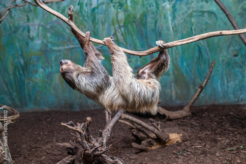 Sloth on a branch close-up