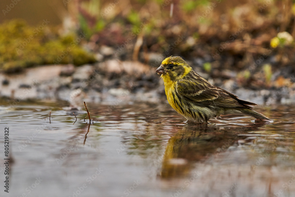 Jilguero lúgano en el estanque del bosque (Carduelis spinus) Guaro Málaga Andalucía España Jilguero lúgano en el estanque del bosque (Carduelis spinus) Guaro Málaga Andalucía España
