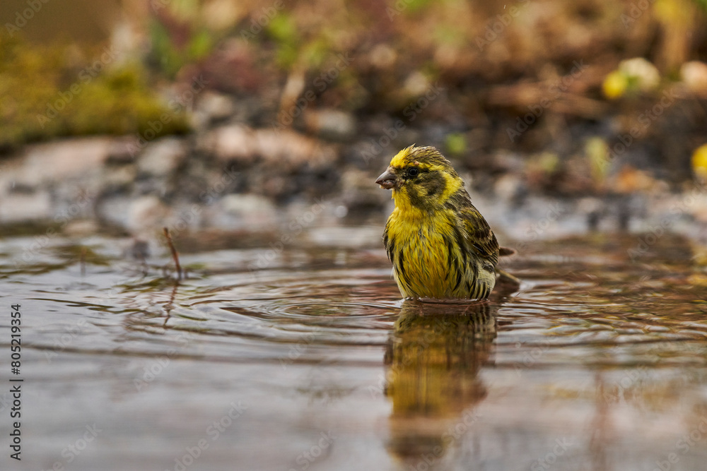 Jilguero lúgano en el estanque del bosque (Carduelis spinus) Guaro Málaga Andalucía España Jilguero lúgano en el estanque del bosque (Carduelis spinus) Guaro Málaga Andalucía España