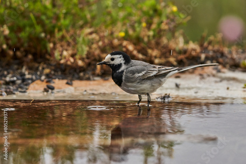 lavandera blanca​ o aguzanieves (Motacilla alba). Marbella Andalucía España	 photo