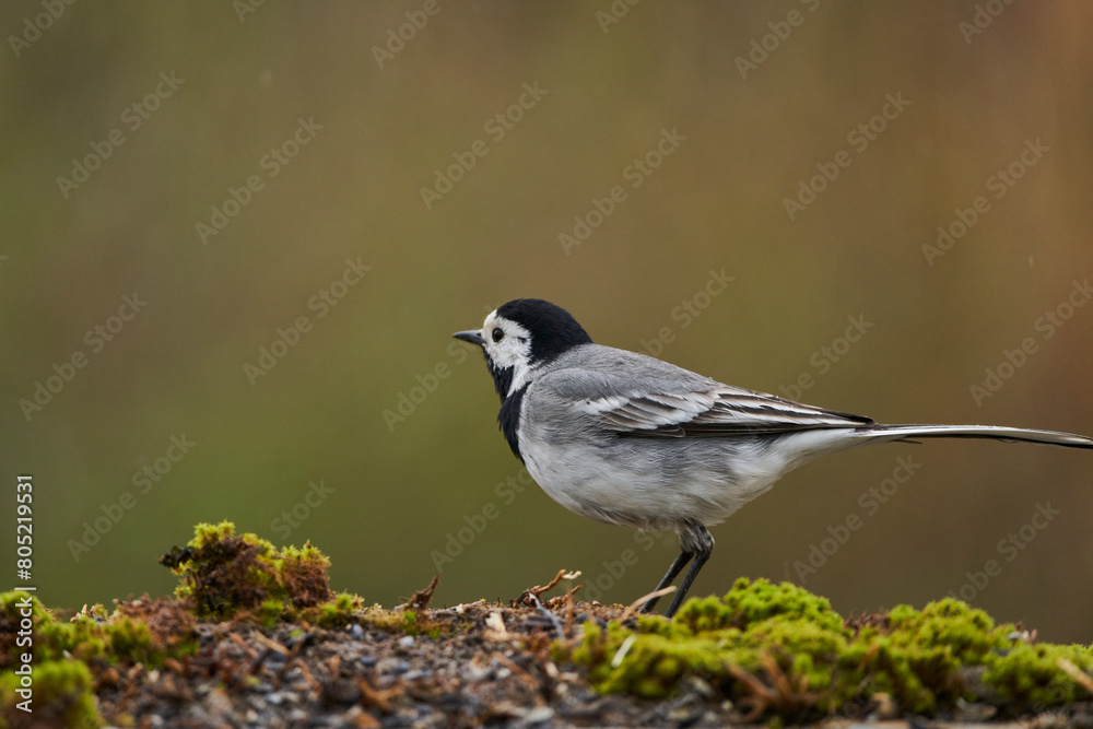 lavandera blanca o aguzanieves (Motacilla alba). Marbella Andalucía España lavandera blanca o aguzanieves (Motacilla alba). Marbella Andalucía España