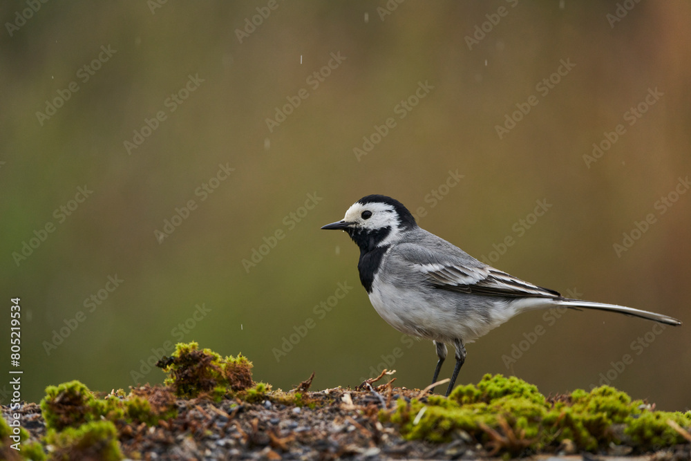 lavandera blanca o aguzanieves (Motacilla alba). Marbella Andalucía España lavandera blanca o aguzanieves (Motacilla alba). Marbella Andalucía España