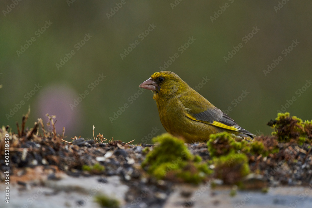verderón europeo o verderón común (Chloris chloris) en el estanque del bosque verderón europeo o verderón común (Chloris chloris) en el estanque del bosque
