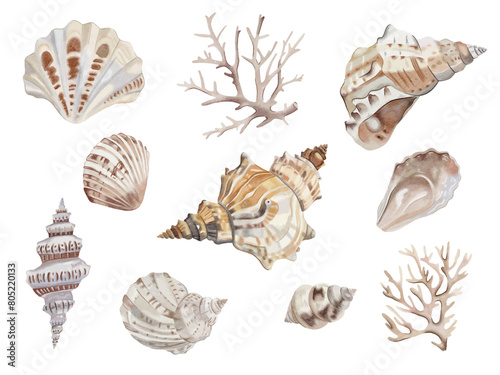 set of sea shells isolated on white background. watercolour seashell collection.