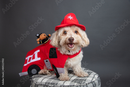 Portrait of a happy havapoo sitting on a stool wearing a fire truck costume photo