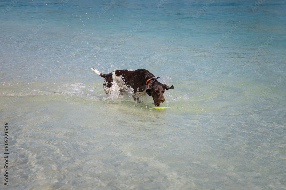 Liver and white ticked German Shorthaired Pointer retrieving a plastic toy in ocean, Florida, USA Liver and white ticked German Shorthaired Pointer retrieving a plastic toy in ocean, Florida, USA