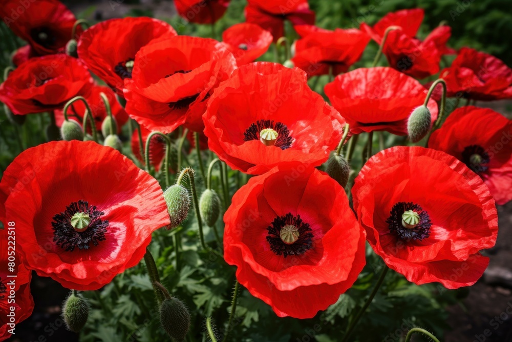 Obraz premium Enchanting Red poppy flowers. Meadow nature. Generate Ai