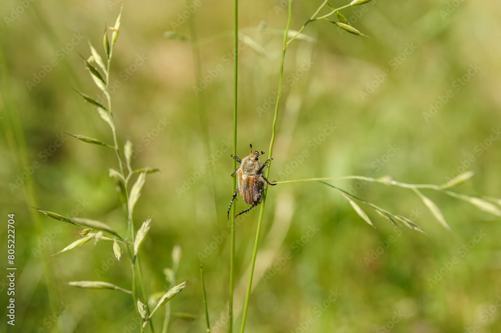 A beetle sits between two blades of grass A beetle sits between two blades of grass