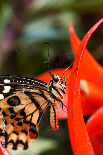 Beautiful tropical butterfly sitting on a red flower