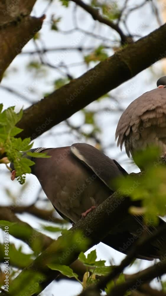 The common wood pigeon (Columba palumbus). Birds mating. Birds in nature. The common wood pigeon (Columba palumbus). Birds mating. Birds in nature.