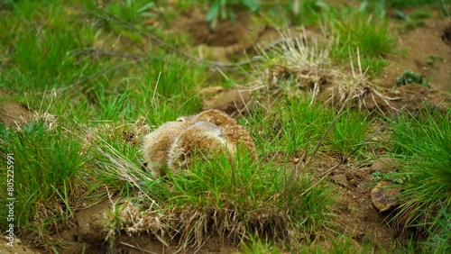 Video of Meerkat in zoo
