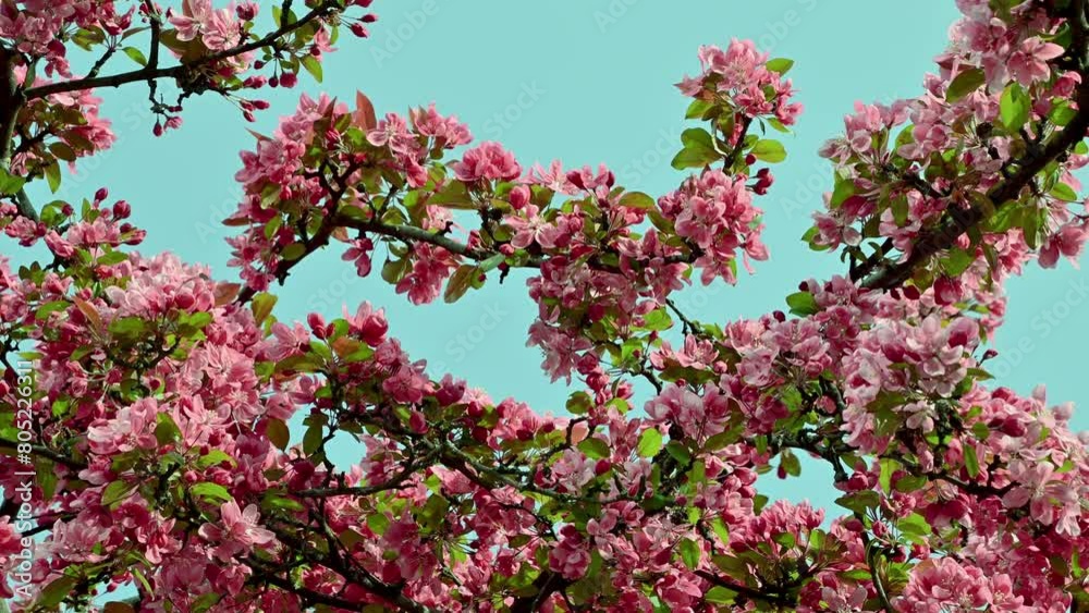 Beautiful pink flowers of Malus floribunda. Japanese flowering crabapple, Japanese crab, purple chokeberry, showy crabapple. Spring bloom. Floral background. Beautiful pink flowers of Malus floribunda. Japanese flowering crabapple, Japanese crab, purple chokeberry, showy crabapple. Spring bloom. Floral background.